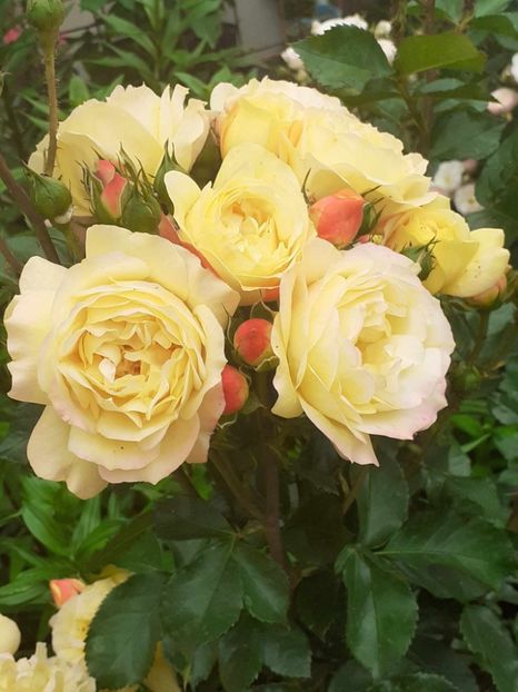  - Lampion floribunda Tantau 2018-2019