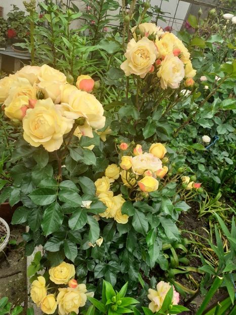  - Lampion floribunda Tantau 2018-2019