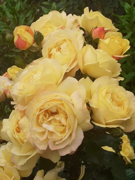  - Lampion floribunda Tantau 2018-2019