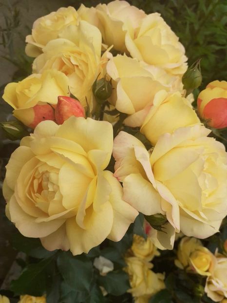  - Lampion floribunda Tantau 2018-2019
