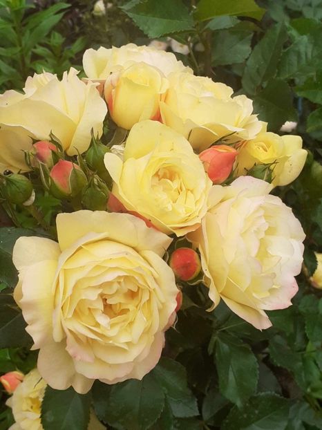  - Lampion floribunda Tantau 2018-2019