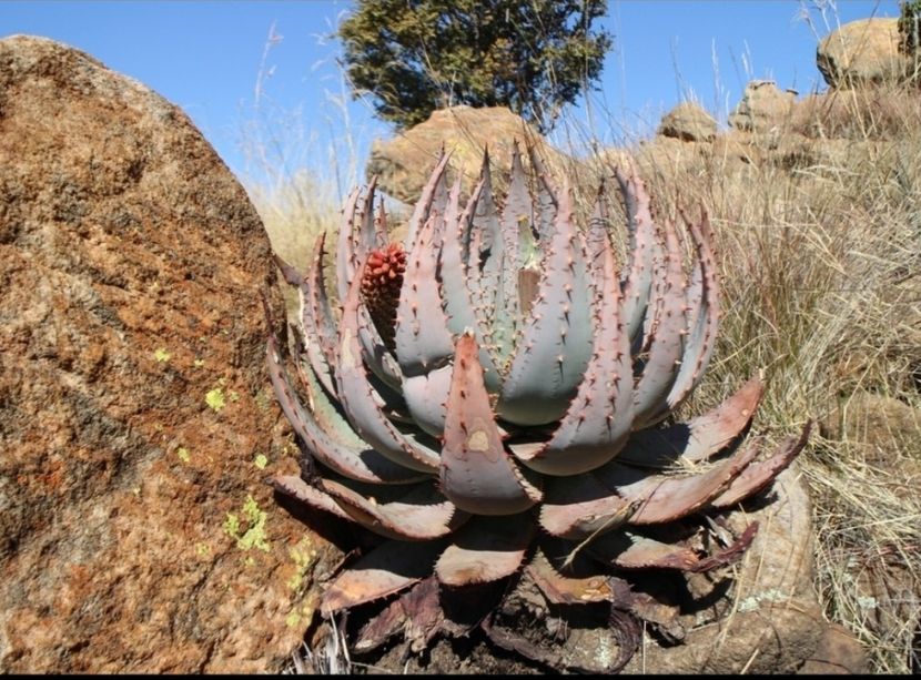  - Aloe Peglerae