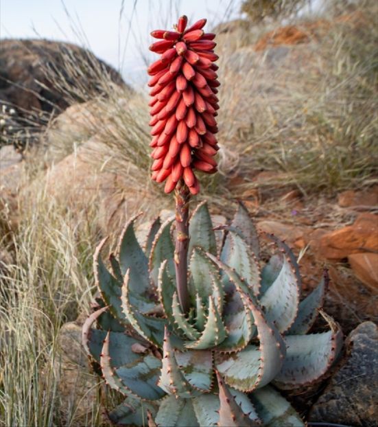  - Aloe Peglerae
