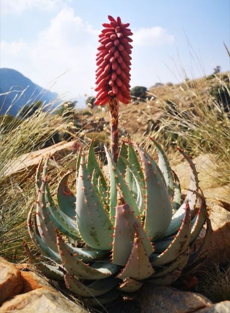  - Aloe Peglerae