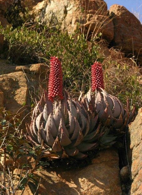  - Aloe Peglerae