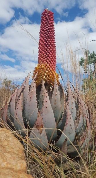  - Aloe Peglerae