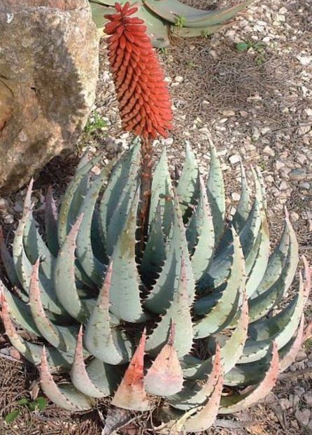  - Aloe Peglerae