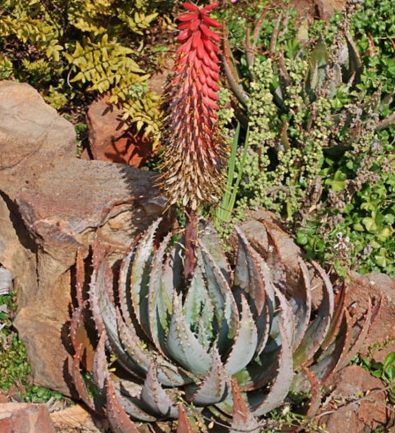  - Aloe Peglerae