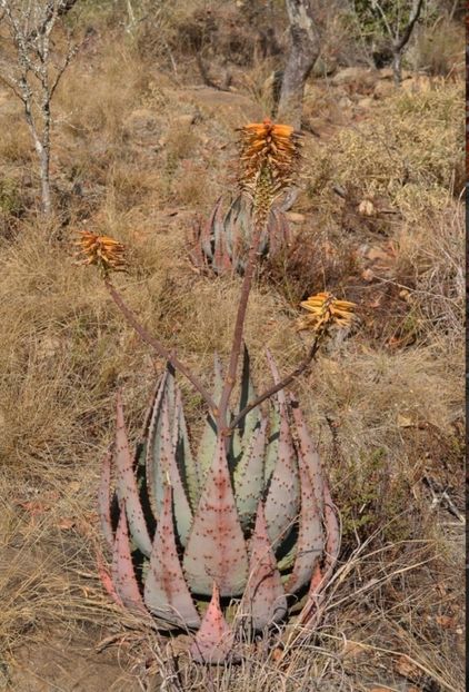  - Aloe Peglerae