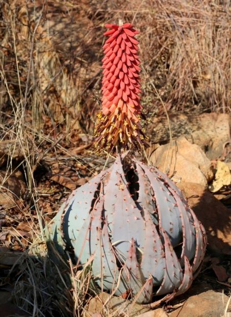  - Aloe Peglerae