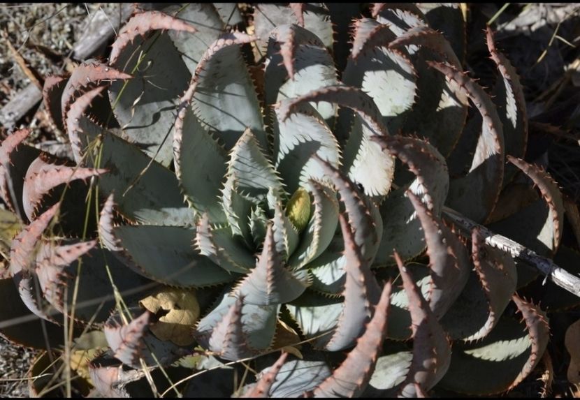  - Aloe Peglerae