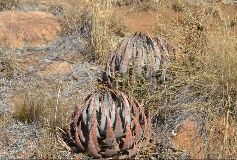  - Aloe Peglerae