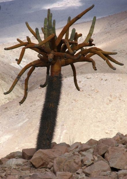  - Browningia Candelaris