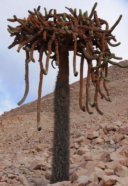  - Browningia Candelaris