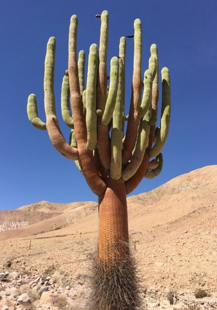  - Browningia Candelaris