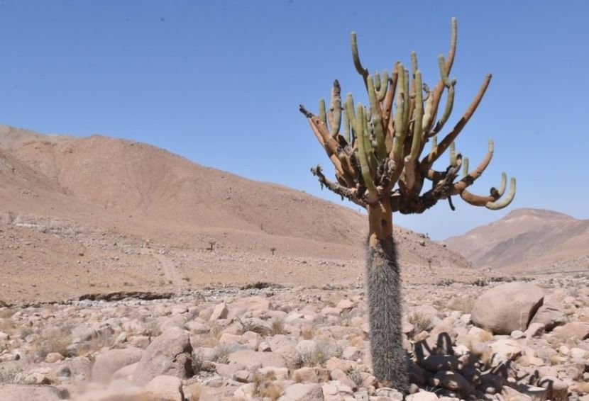  - Browningia Candelaris