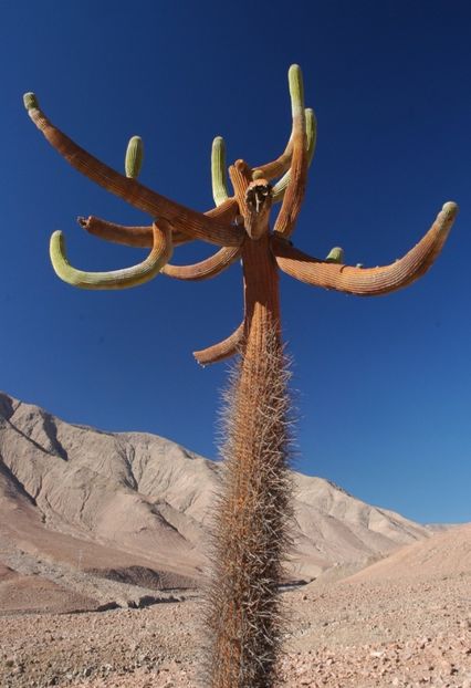  - Browningia Candelaris