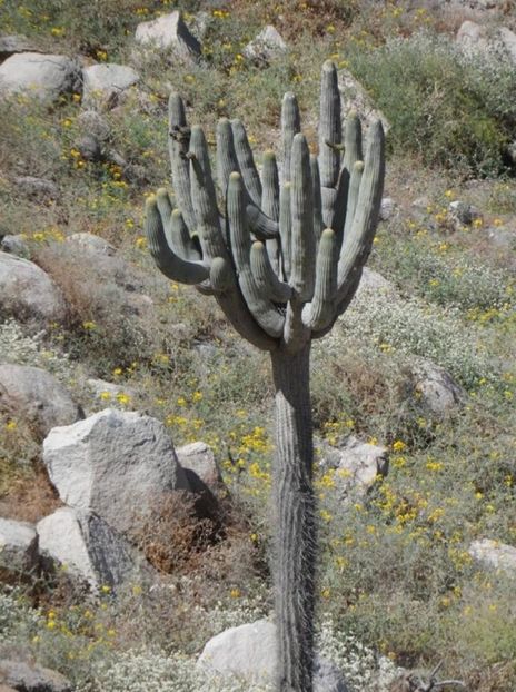  - Browningia Candelaris