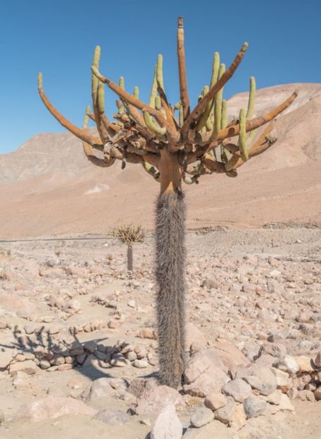  - Browningia Candelaris