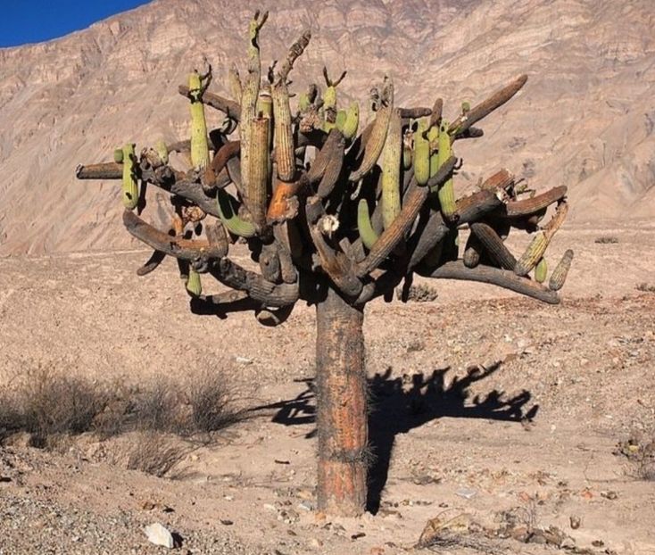  - Browningia Candelaris