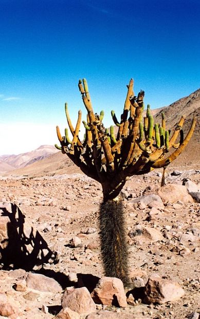  - Browningia Candelaris