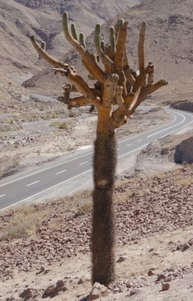  - Browningia Candelaris