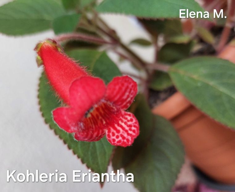  - 2024-Kohleria