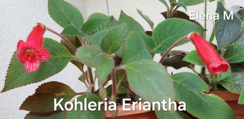  - 2024-Kohleria