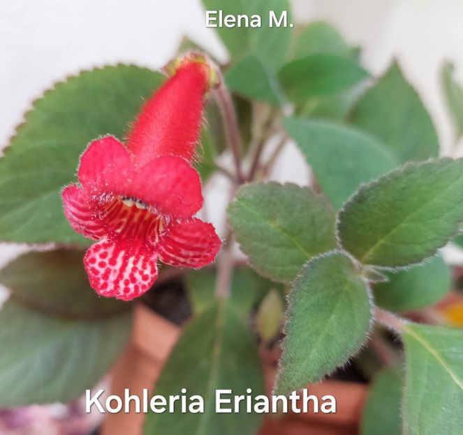  - 2024-Kohleria