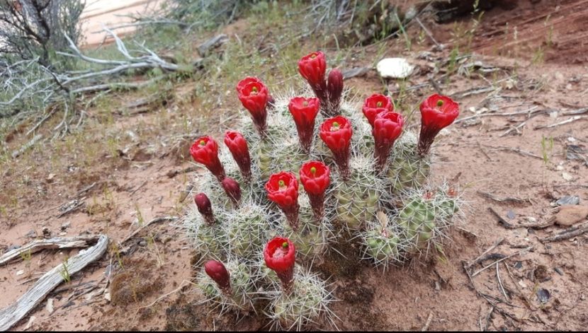 - Echinocereus Trighochidiatus