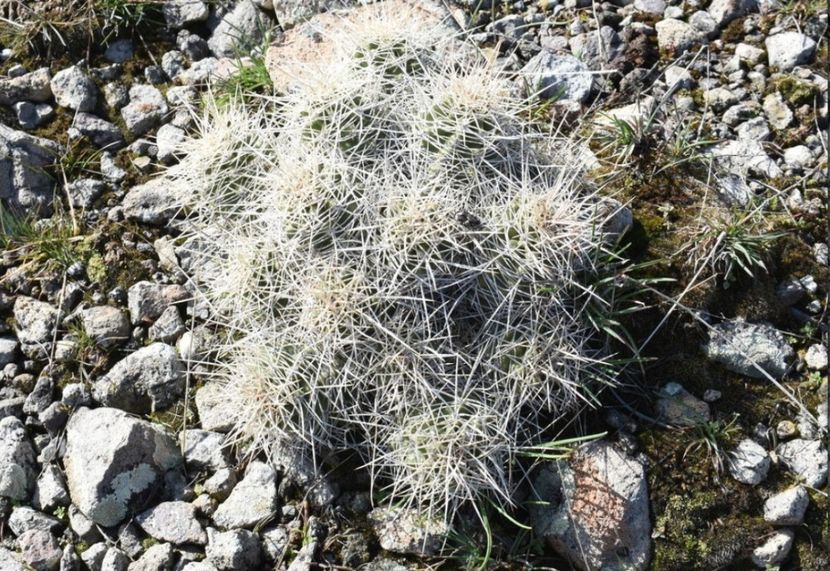  - Echinocereus Trighochidiatus