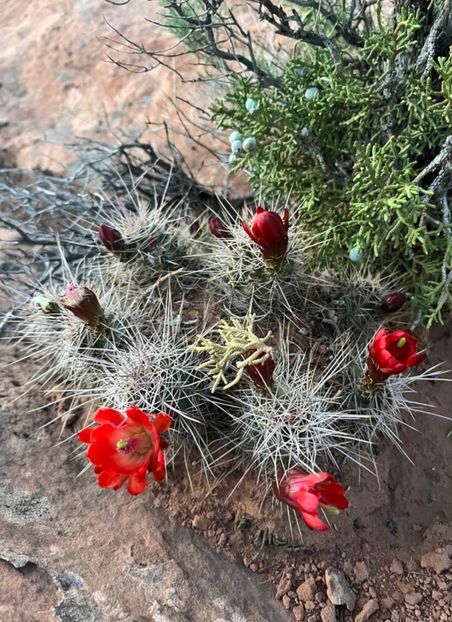  - Echinocereus Trighochidiatus