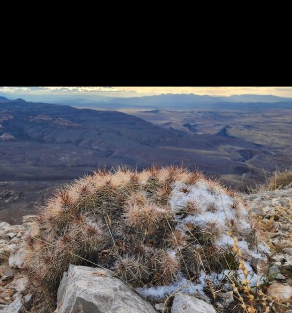  - Echinocereus Trighochidiatus