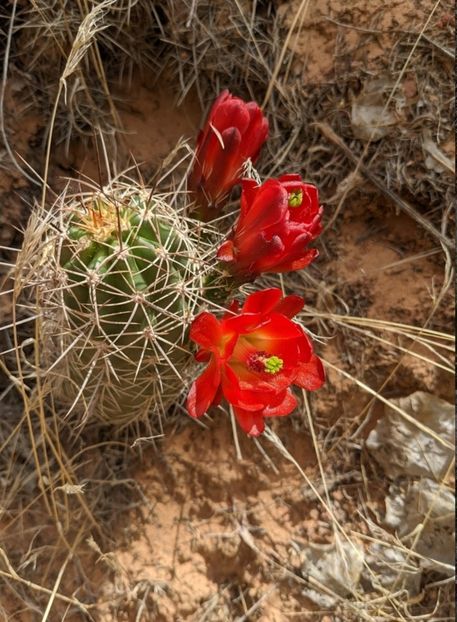  - Echinocereus Trighochidiatus