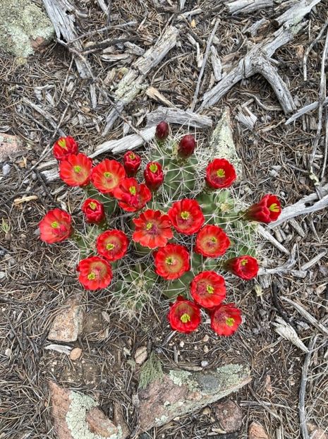  - Echinocereus Trighochidiatus