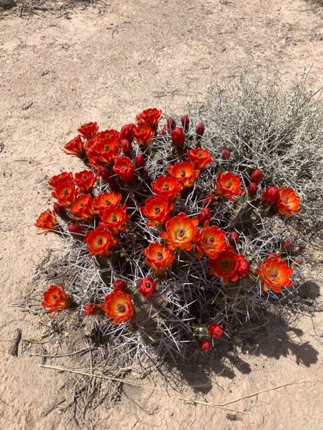  - Echinocereus Trighochidiatus