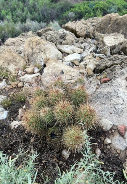  - Echinocereus Trighochidiatus