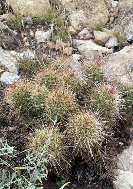  - Echinocereus Trighochidiatus