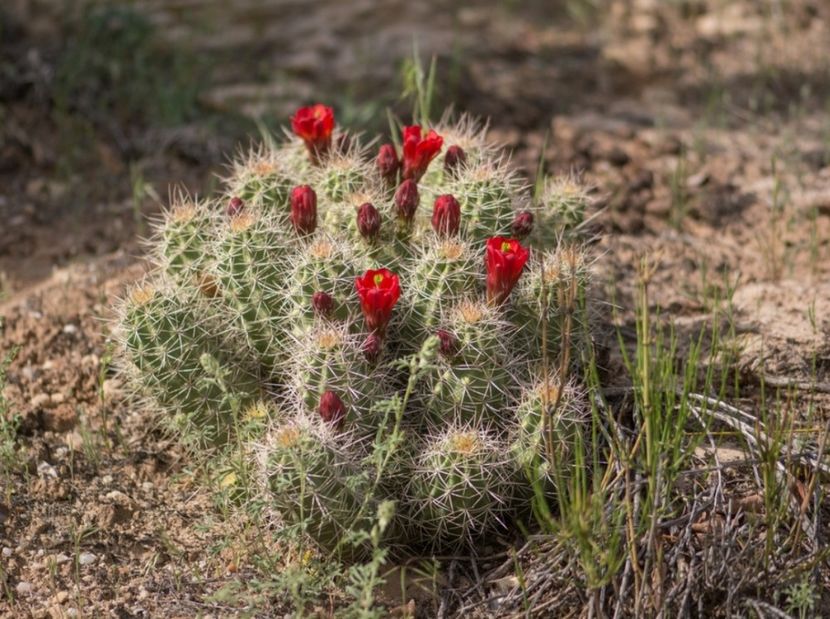  - Echinocereus Trighochidiatus