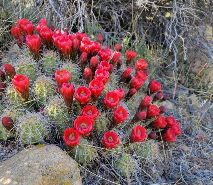  - Echinocereus Trighochidiatus