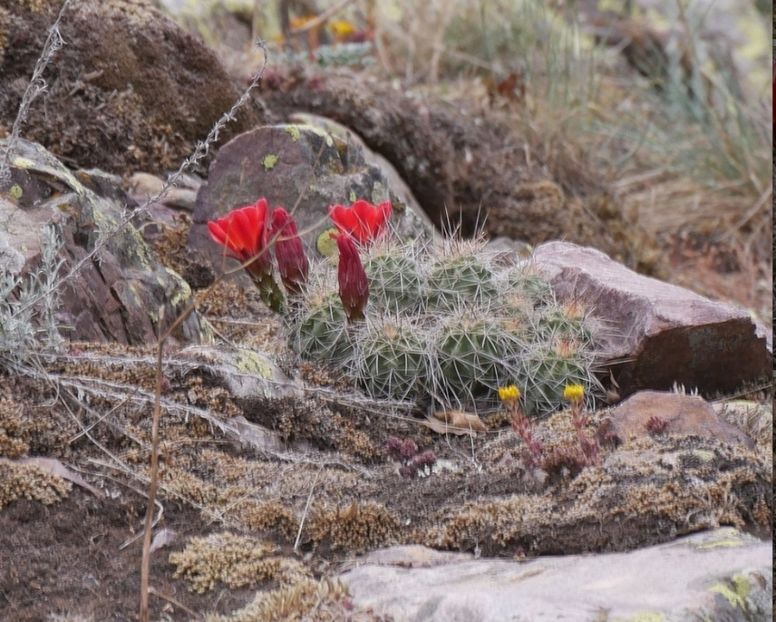  - Echinocereus Trighochidiatus