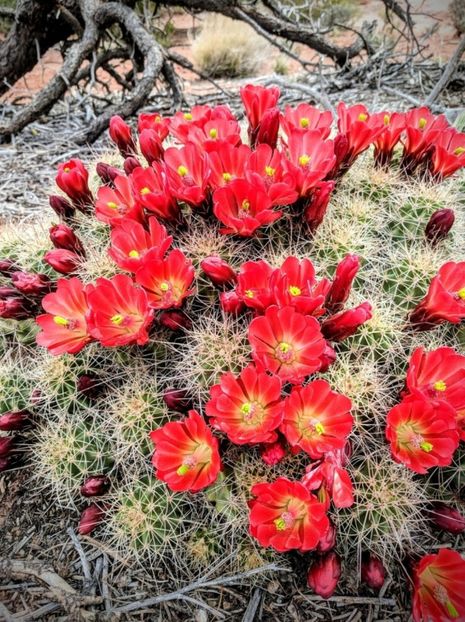  - Echinocereus Trighochidiatus