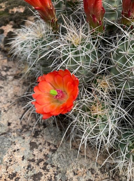  - Echinocereus Trighochidiatus