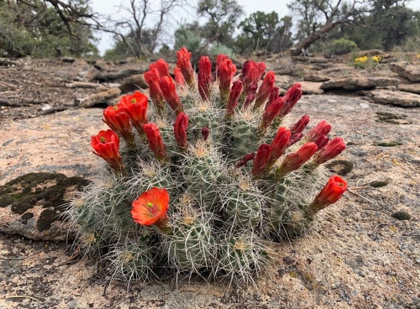  - Echinocereus Trighochidiatus