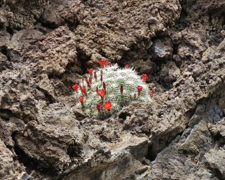  - Echinocereus Trighochidiatus