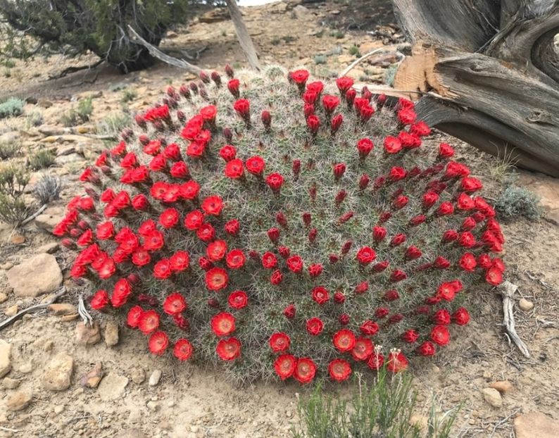  - Echinocereus Trighochidiatus
