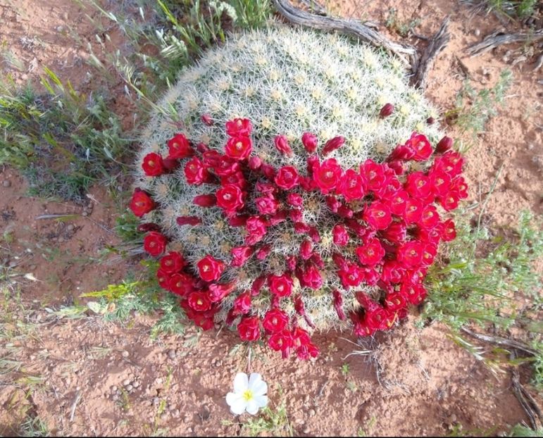  - Echinocereus Trighochidiatus