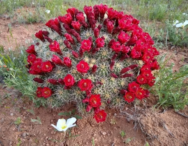  - Echinocereus Trighochidiatus