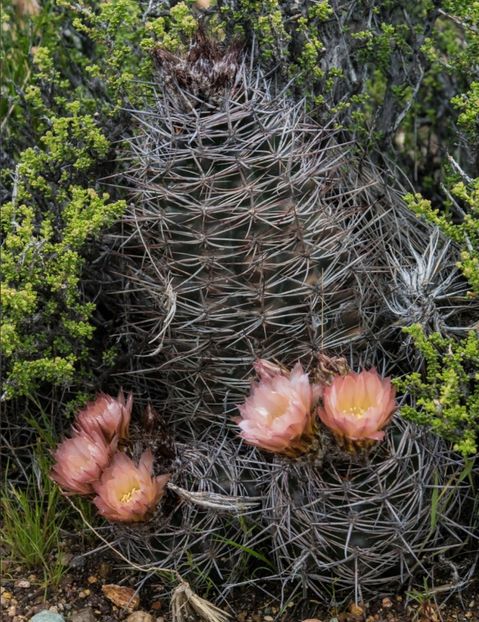  - Austrocactus Bertinii