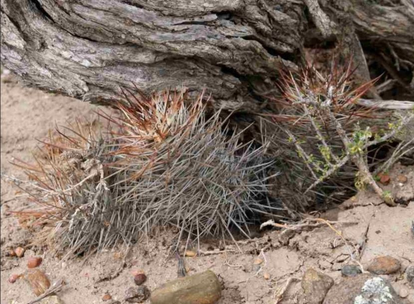  - Austrocactus Bertinii
